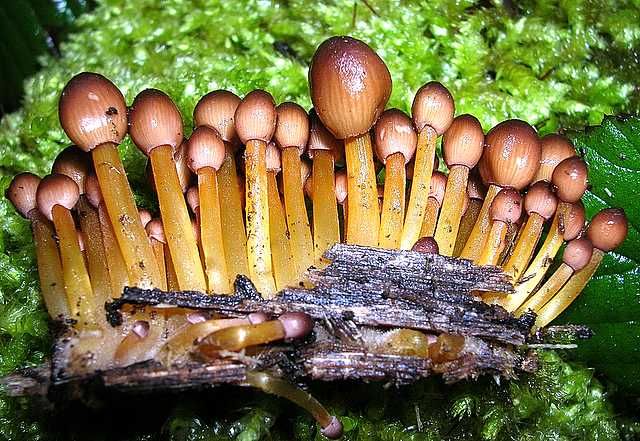 2005 :  Un anno di funghi